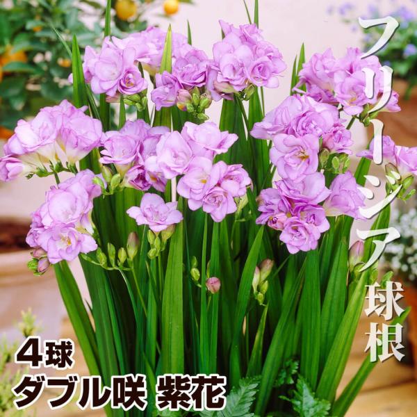 ●学名・英名：Freesia●商品情報：華やかな八重咲きフリージア。フリージアは香り高く切花としても人気!! つぼみが咲き進み、長くお花を楽しめます。アヤメ科。●お届け状態：球根 (開花見込みサイズ)※他の花色とサイズが異なる場合があります...