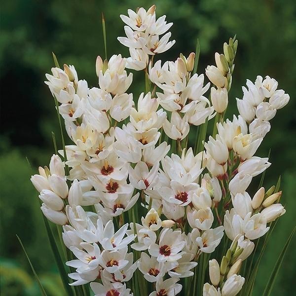 イキシア 球根 白花 ジャイアント 10球 イキシアの花 イキシアの球根 秋植え球根 18n P0 0277 花と緑 国華園 通販 Yahoo ショッピング