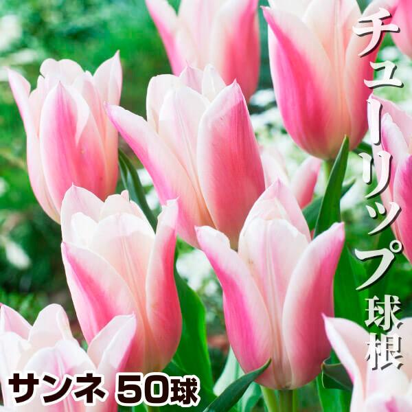 チューリップ 球根 サンネ外 100球 チュウリップ 花の球根 国華園 Www Arilab Com Tr Index Php