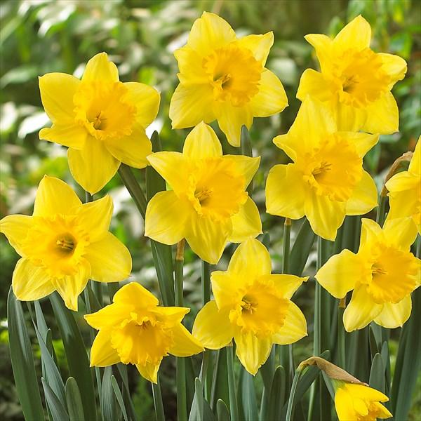 ●学名・英名：Narcissus Carlton●商品情報：鮮やかな黄色の大輪カップ咲き水仙。スイセンは育てやすく、植えっぱなしでも栽培でき、初心者にもおすすめです。●分類：2 Y-Y Large‐Cupped Daffodil Culti...