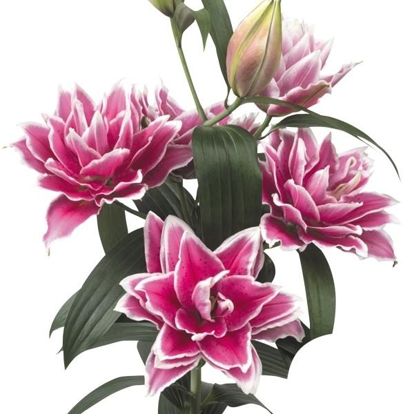 花ユリ 球根 ローズリリーサマンサ 6球 Bostonathleticclub Com