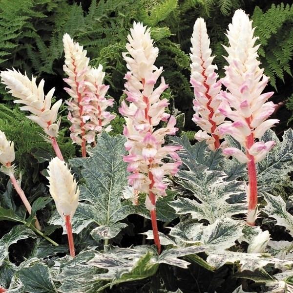 花苗 アカンサスモリス タスマニアンエンジェル 2株 18n P2 0498 花と緑 国華園 通販 Yahoo ショッピング