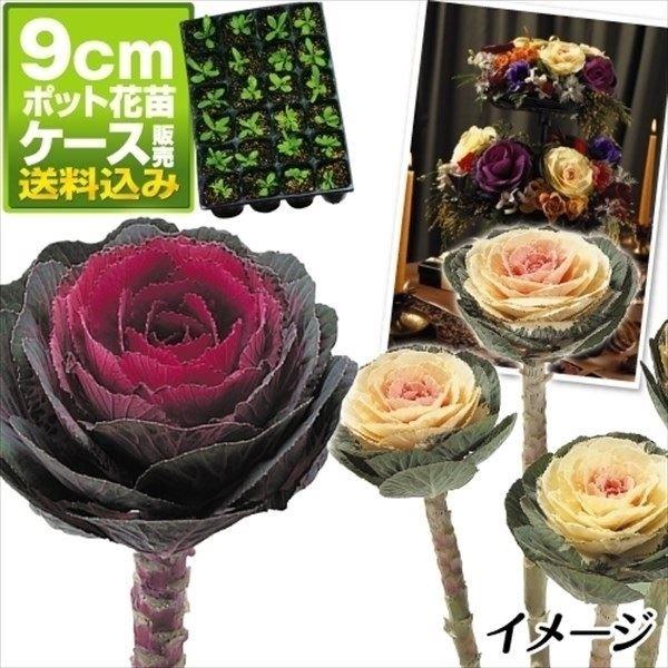 フリルのミニ葉牡丹 ホワイトレディ 人気の洋風葉牡丹10苗