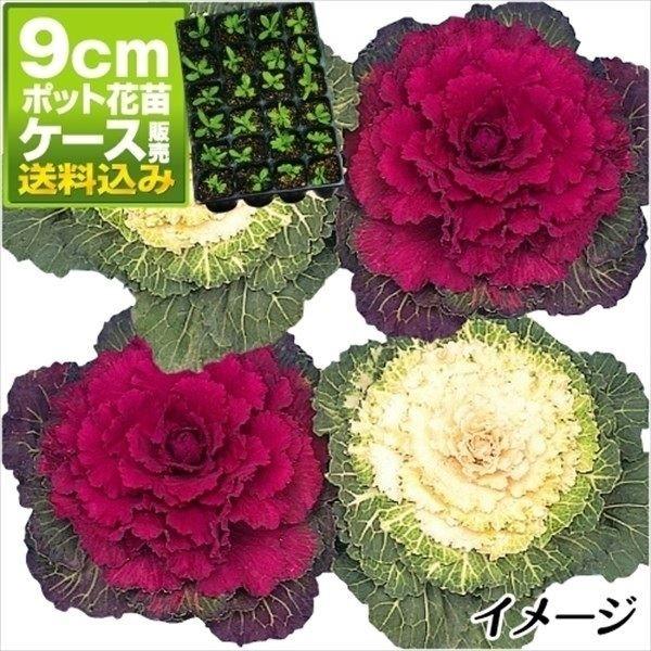 苗 葉牡丹の人気商品 通販 価格比較 価格 Com