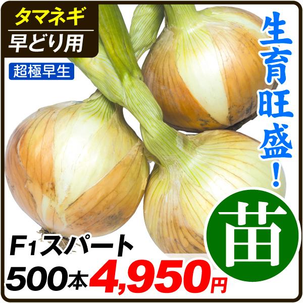 玉ねぎ苗の通販 価格比較 価格 Com