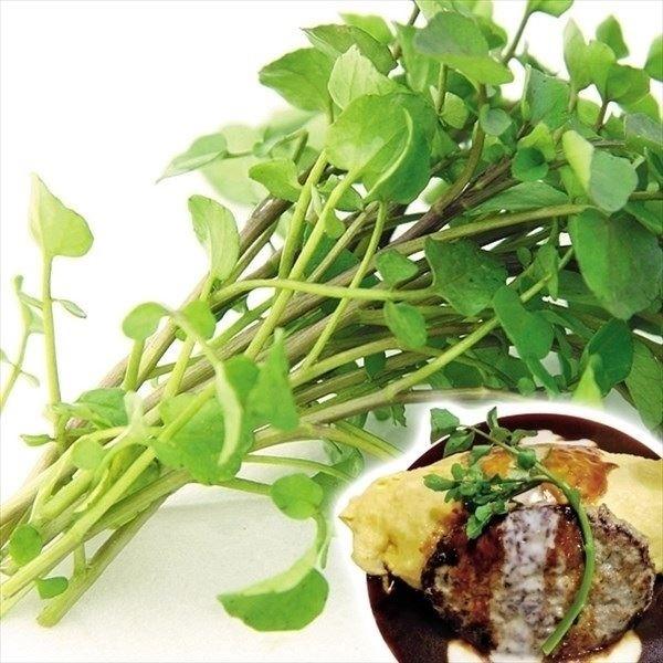 ハーブ 種 野菜たね クレソン 1袋 0 3ml 野菜のタネ 野菜 種子 ハーブの種 タネ Ytc73 国華園 18n P6 0031 花と緑 国華園 通販 Yahoo ショッピング