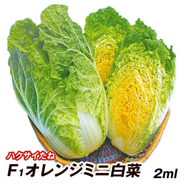 ハクサイ 種 野菜たね F1オレンジミニ白菜 1袋 3ml 野菜のタネ 野菜 種子 白菜の種 ハクサイ 白菜 タネ Ytc13 国華園 18n P6 0057 花と緑 国華園 通販 Yahoo ショッピング