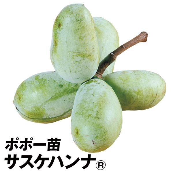 ポポー、サスケハンナとシェナンドー2品種各1本セット 楽天市場】ポポー 苗木 【ポポー2品種 受粉相性OKセット