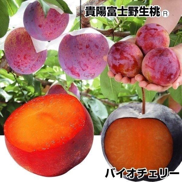プラム 種 植木 盆栽の人気商品 通販 価格比較 価格 Com
