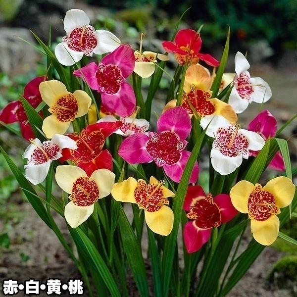 ●学名・英名：Tigridia Pavonia●商品情報：花径約10cmほどの花で、中心部に虎模様の斑が入る特徴的な花姿。チグリジアはラテン語でトラを意味し、別名「タイガーリリー」とも呼ばれます。花は1日で咲き終わりますが、一茎に数輪開花し...