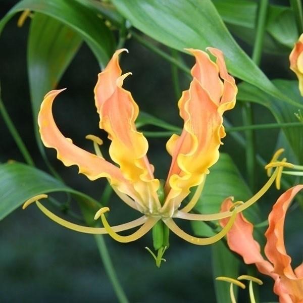 ●学名・英名：Gloriosa Africana●商品情報：グロリオサはユニークな花形と花もちの良さから切花やアレンジに大人気!! つる性で、花壇で咲き誇る姿もステキ。「アフリカーナ」はロスチャイルディアナとスーパーバの交配種で、華やかなオ...