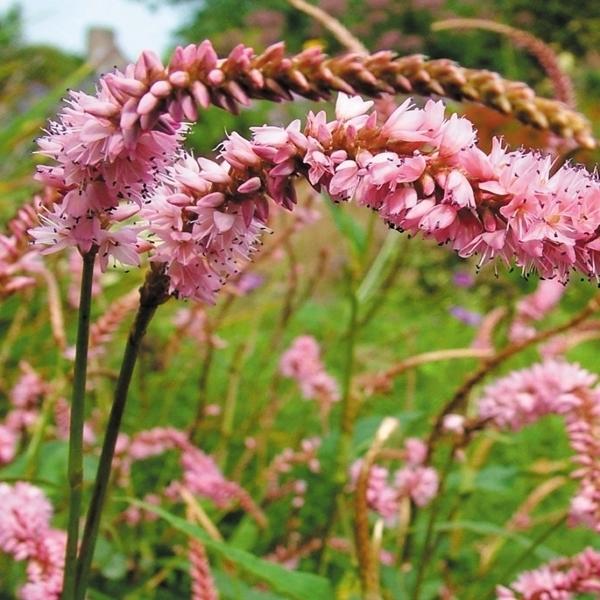 花苗 ペルシカリア ピンクシルエット 2株 国華園 19 P2 0026 花と緑 国華園 通販 Yahoo ショッピング