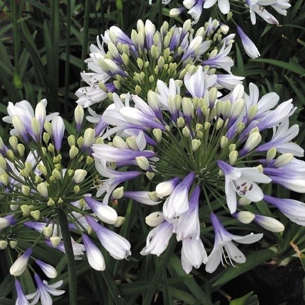 アガパンサス 苗 ツイスターpvp 1株 花苗 アガパンサスの苗 19 P2 0038 花と緑 国華園 通販 Yahoo ショッピング