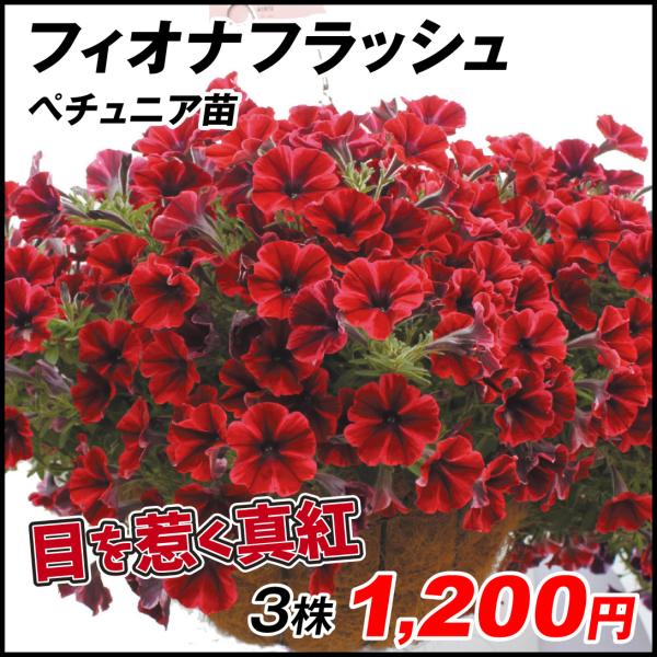 苗 ペチュニアの人気商品 通販 価格比較 価格 Com