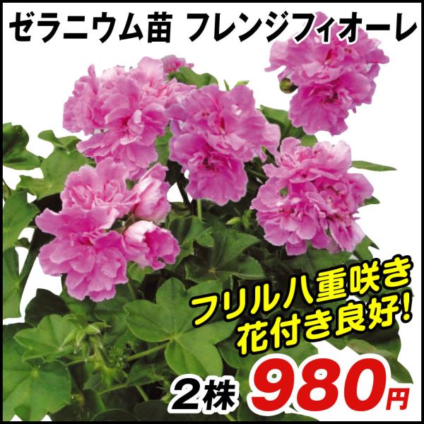 花 ゼラニウムの人気商品 通販 価格比較 価格 Com