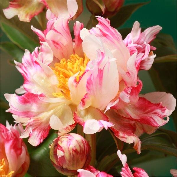 苗 シャクヤク Diy 工具の人気商品 通販 価格比較 価格 Com