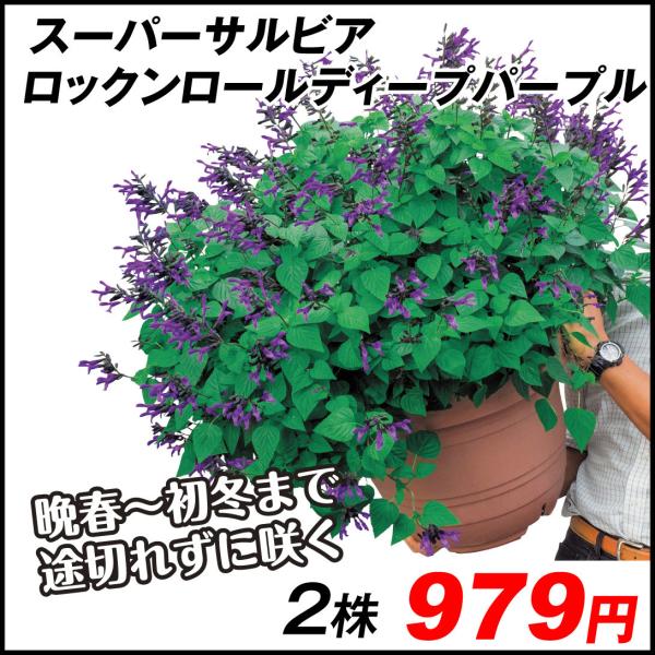花苗 スーパーサルビア ロックンロールディープパープル 2株 国華園 19 P2 0091 花と緑 国華園 通販 Yahoo ショッピング