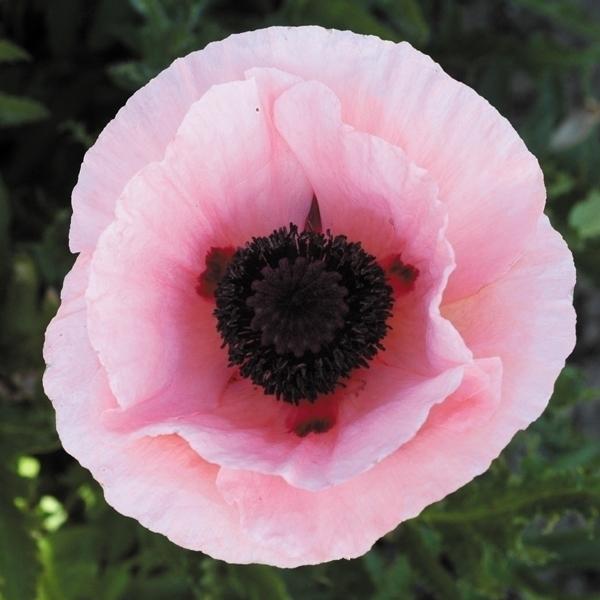 花苗 オリエンタルポピー パラディソ 1株 国華園 19 P2 0096 花と緑 国華園 通販 Yahoo ショッピング