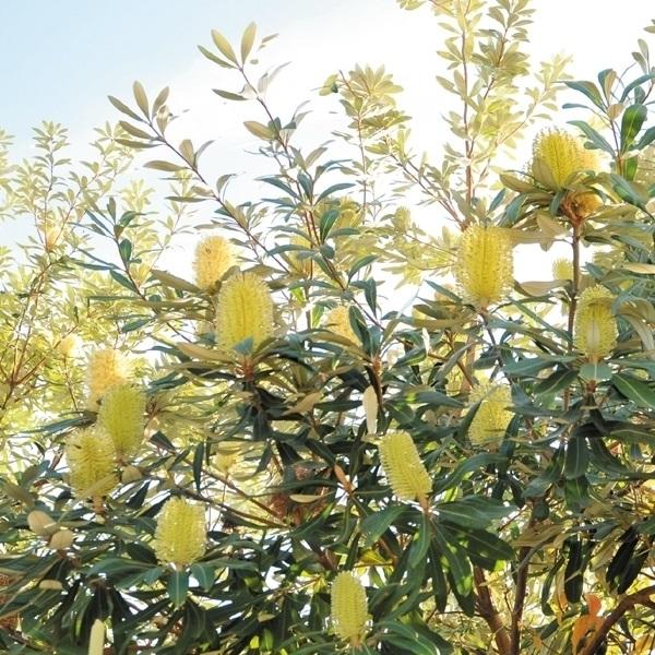 苗 花苗の人気商品 通販 価格比較 価格 Com