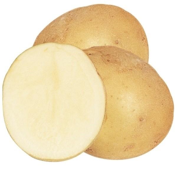 ●商品情報：ホクホクの肉質が油との相性抜群。加熱調理後も変色しにくいので、ポテトチップやフライに最適。大粒で、収量はなんと「男爵薯」の約２倍。●お届け状態：種イモ●早晩性：早生●皮の色：黄褐色皮●身の色：白肉●肉質：やや粉質●日照：日なた●...