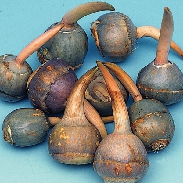 ●商品情報：新春に芽を出すことから「めでたい」と喜ばれる縁起物のクワイ。水田などで作られ、腰水管理で鉢栽培も可能。●お届け状態：種球●収穫期(約)：12月下旬●草丈：70〜100cm●日照：日なた●栽培適地：湿田・半湿田