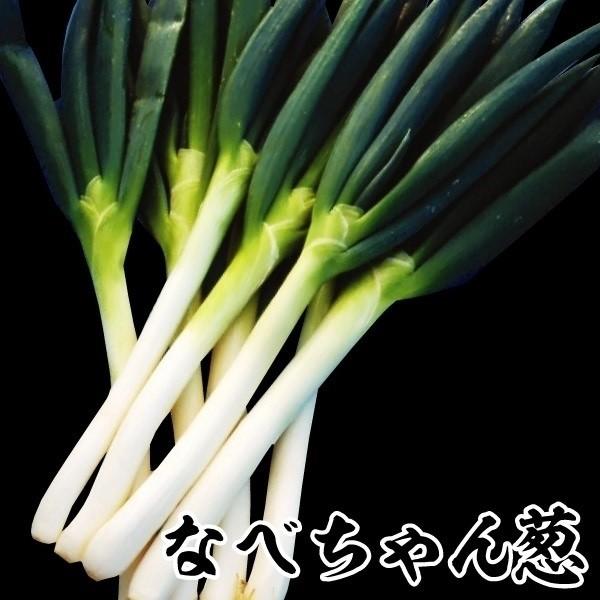 ●商品情報：下仁田葱と一本葱を交配して誕生。下仁田葱より病害虫に強く、約20cmの軟白部分は甘味たっぷりで柔らかく美味!●お届け状態：素掘苗●収穫期(約)：9〜3月●分類：多年草●日照：日なた●耐寒性：強●栽培適地：畑・鉢