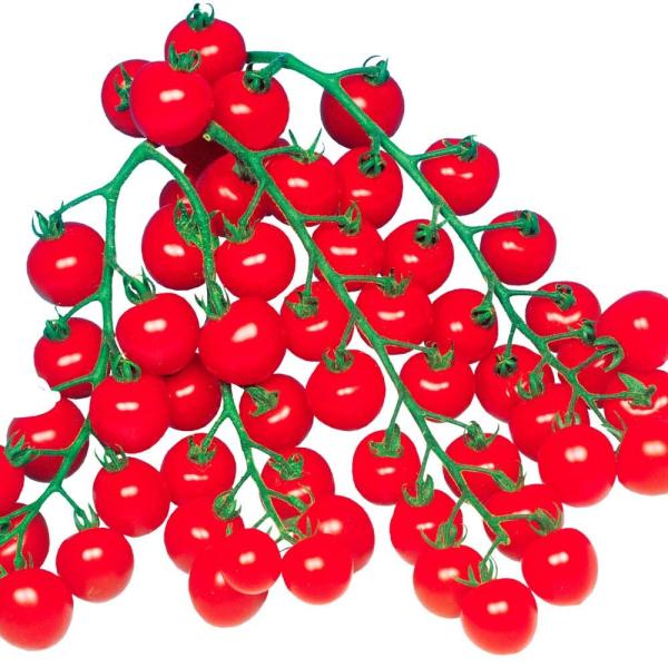 ●商品情報：絶妙な甘さと酸味で、コクも旨味もたっぷりの大人気ミニトマト!　ミニの中では粒が大きめで、ゼリー部分が少なく肉厚。フルーツ感覚で食べられ食味抜群。しかもブドウを想わせる実つきの良さで、裂果も少なく、萎凋病・ネマトーダ・TMV・葉カ...