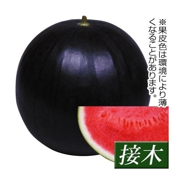 ●商品情報：食味最高の種なし。3倍体（種なしスイカ）の中でしいなが特に小さくて少なく、とっても食べやすい。果肉はシャリ感があり、糖度12度以上と甘くて美味しい。※果皮色は環境により薄くなることがあります。●中玉スイカ●果重（約）：3〜4kg...
