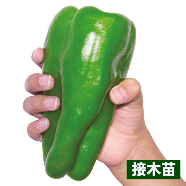 ●商品情報：肉厚で、甘くて、とにかく旨い！ 通常のピーマンと異なり、緑色の未熟果の時からすでに甘く、完熟すればさらに濃厚な甘さに！ パプリカの血を引いているのでピーマン特有の臭みが少なく、肉厚で柔らかく食感も絶品。●果長（約）：15〜22c...
