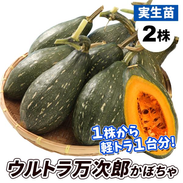 実生野菜苗 カボチャ苗 F1ウルトラ万次郎かぼちゃ 2株 9cmポット 実生野菜苗 カボチャ苗 F1ウルトラ万次郎かぼちゃ 2株 9cmポット