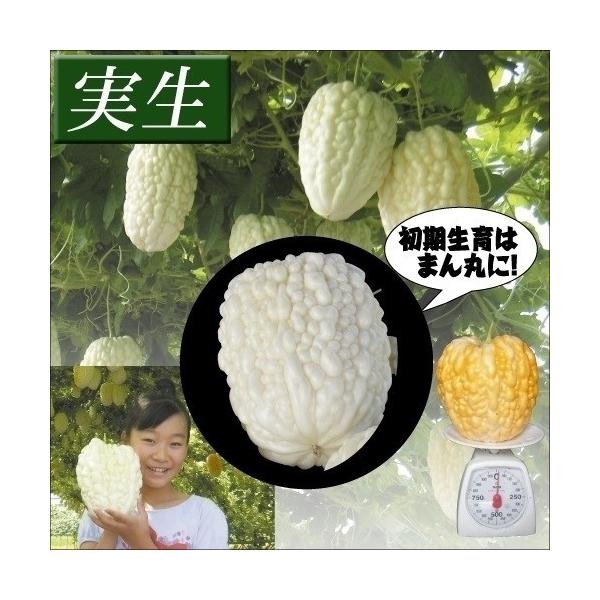 ●商品情報：果肉が極めて厚く、果重最大1000gにもなる白レイシ系選抜種です。生育初期はミカンのような球形（50〜100g）で成長が進むにつれ、りんご型（200g〜300g）や提灯型（300〜900g）となります。食味はマイルドな苦味で生で...