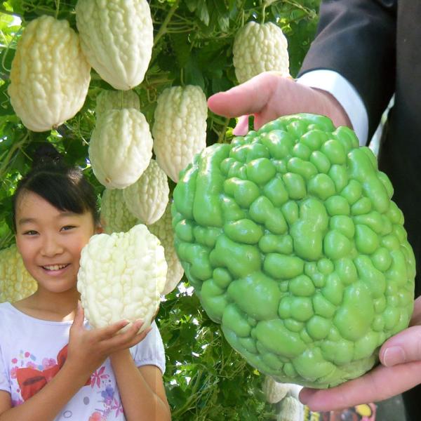 ●セット内容実生野菜苗 ゴーヤ アップルゴーヤR(農林水産省登録品種登録名：岡村白秀) PVP 1株実生野菜苗 ゴーヤ グリーンアップルゴーヤR 1株