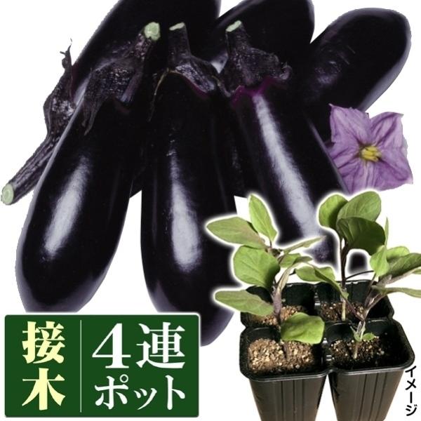 ナス 苗の人気商品 通販 価格比較 価格 Com