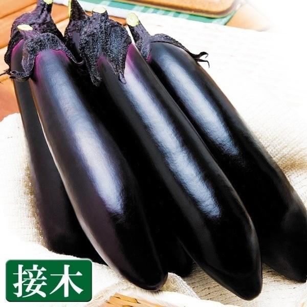 ●商品情報：高い単為結果性で、受粉なしでも安定的に着果肥大するおいしい太長ナス！ 秀品率も上々で、石ナスや曲がり果の発生も少なく、果揃いに優れます。果皮が柔らかく、煮物や炒め物、漬け物や焼きナス、どんな料理でも最高に美味! トゲがほとんどな...