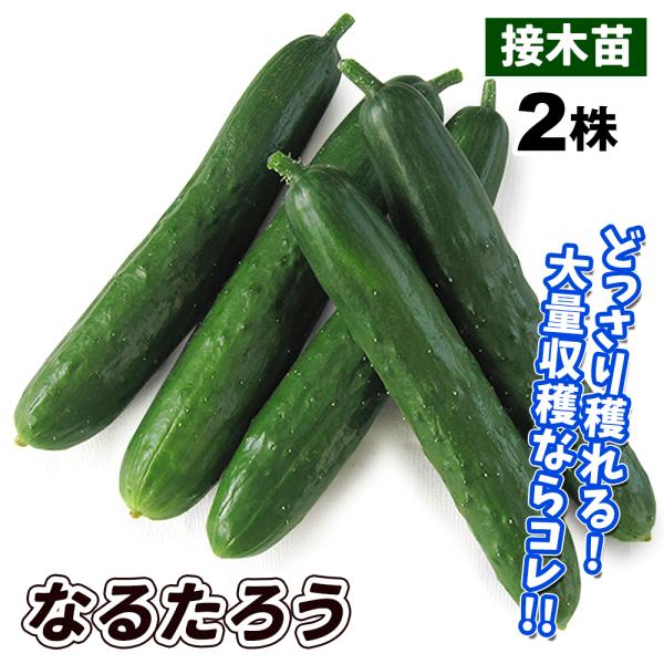 きゅうり苗 接木野菜苗 キュウリ 接木f1なるたろう 2株 きゅうり 苗 キュウリの苗 キュウリ 苗 接木 19 P5 0273 花と緑 国華園 通販 Yahoo ショッピング
