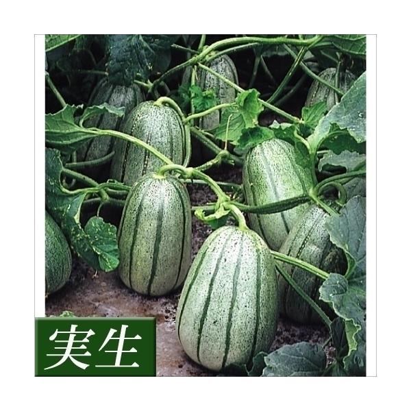 実生野菜苗 マクワウリ F1甘あじうり 株 まくわうり 苗 マクワウリ苗 自根苗 19 P5 0301 花と緑 国華園 通販 Yahoo ショッピング