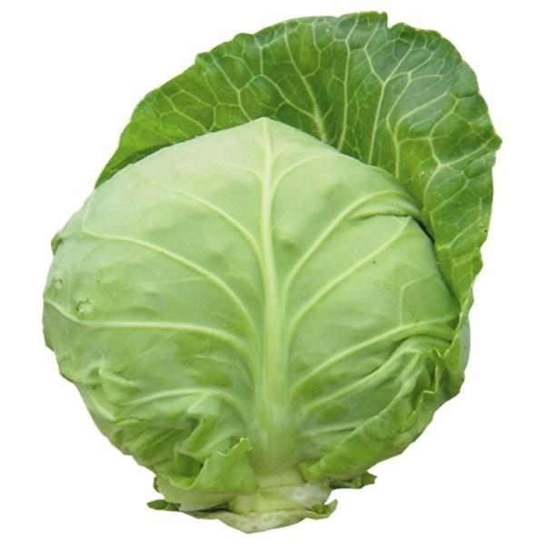 種 野菜たね キャベツ F1サラダキャベツ 1袋 2ml 野菜のタネ 野菜 種子 国華園 19 P6 0019 花と緑 国華園 通販 Yahoo ショッピング