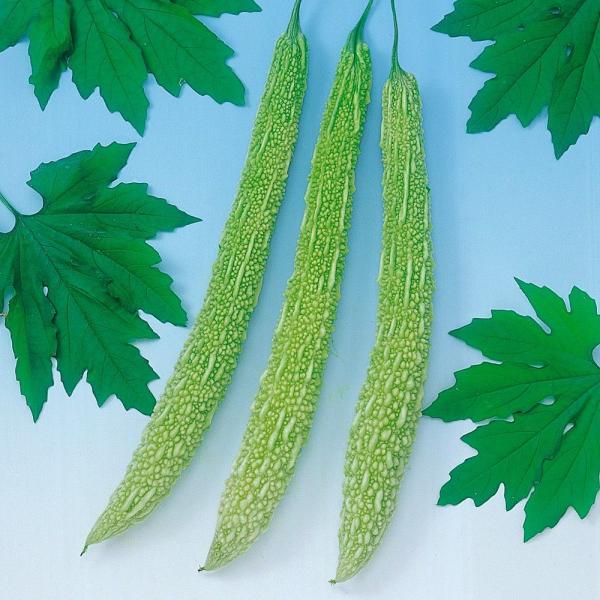 種 野菜たね ウリ 白大長れいし 1袋 10ml 野菜のタネ 野菜 種子 ゴーヤ ニガウリ 苦瓜 白ゴーヤ 国華園 19 P6 0029 花と緑 国華園 通販 Yahoo ショッピング