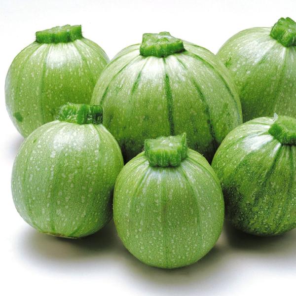 ●商品情報：次々と着果して収穫できる!耐病性も強く、家庭菜園に最適。果肉もやわらかく、食味にクセがないので炒め物や煮物など幅広く活躍。●果重（約）：200g●開花から収穫までの日数（約）：3〜5日●お届け状態：種子●入り数：10粒●発芽適温...