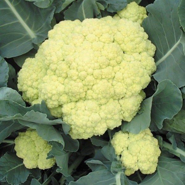 ●商品情報：頂花蕾を収穫した後も、立派な側枝がたくさん収穫できる!茹でると花蕾から茎まで鮮やかなライムグリーン色になり、料理映えも上々！ 甘くて美味しい新感覚・ソフトスティックカリフラワーを是非お試しあれ。●頂花蕾重（約）：500〜600g...