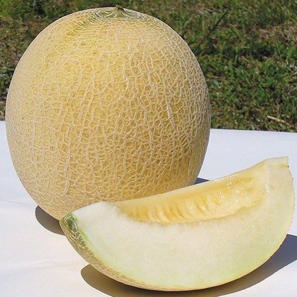 ●商品情報：放任栽培を前提に育種された早生系ネットメロン。雨よけさえすれば職人的知識がなくても、誰にでも栽培可能な画期的なメロンが新登場！ しかも高糖度。整枝栽培なら糖度20度超えも狙えるという優れものです。収穫時期も分かりやすく果皮の緑色...