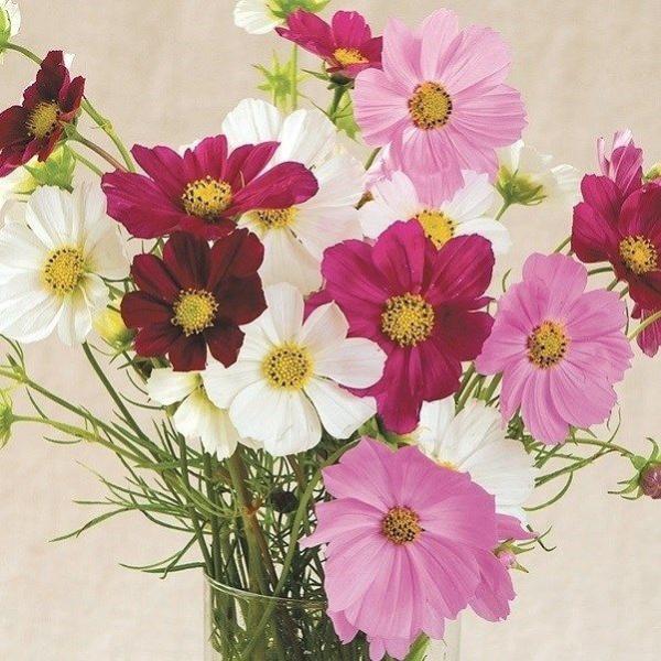 ●商品情報：日当たりとは水はけさえ良ければ、やせ地でも生育するほど強健!!群植させると見応えがあります。●お届け状態：種●分類：1年草●花期(約)：6〜11月●草丈(約)：120cm●備考：※種子の粒数はおおよその目安を記載しております。実...