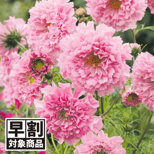 コスモスの種 ダブルクリック ローズボンボン 1袋 100mg 花たね 花のタネ 花 種子 タネ アキザクラ 秋桜 国華園 19 P7 0015 花と緑 国華園 通販 Yahoo ショッピング