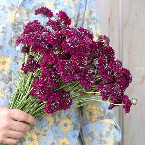 ●商品情報：ステキな花色・花姿●お届け状態：種●分類：1年草●花期(約)：6〜7月●草丈(約)：60cm●備考：※種子の粒数はおおよその目安を記載しております。実際の粒数とは多少差異がありますのでご了承下さい。また、粒の形状・大きさは、採種...