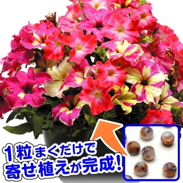 種 花たね 寄せ植えマルチペレット ペチュニア ライムコーラル 1袋 8粒 花のタネ 花 種子 タネ 花壇 寄せ植え 初心者向き 簡単 国華園 19 P7 0048 花と緑 国華園 通販 Yahoo ショッピング