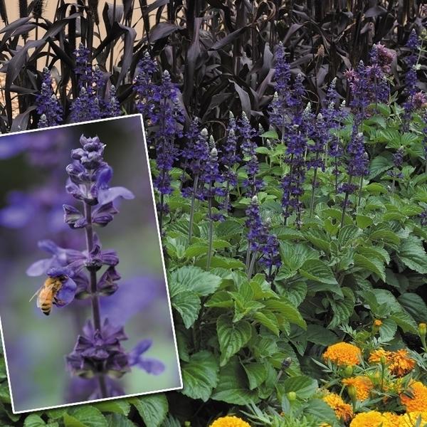 種 花たね サルビア ハイブリッド ビッグブルー 1袋 10粒 花のタネ 花 種子 タネ 寄せ植え 鉢植え 花壇 国華園 19 P7 0057 花と緑 国華園 通販 Yahoo ショッピング