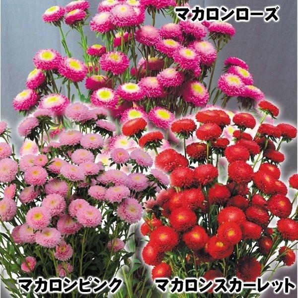 種 花たね アスター マカロンセット 3種3袋 花のタネ 花 種子 タネ エゾギク 蝦夷菊 花壇 切花 生花 ガーデニング 国華園 19 P7 0065 花と緑 国華園 通販 Yahoo ショッピング