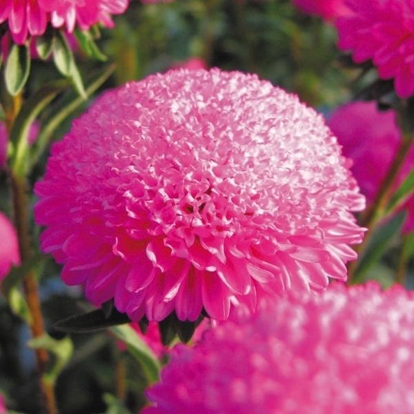 種 花たね アスター 筑摩ポンポン 1袋 0粒 花のタネ 花 種子 タネ エゾギク 蝦夷菊 花壇 切花 生花 ガーデニング 国華園 19 P7 0077 花と緑 国華園 通販 Yahoo ショッピング