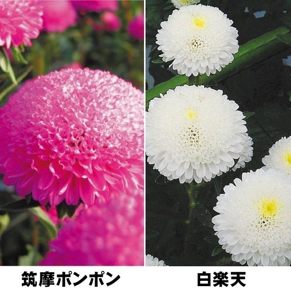 種 花たね アスター 切花向きアスターセット 2種2袋 花のタネ 花 種子 タネ エゾギク 蝦夷菊 花壇 切花 生花 ガーデニング 国華園 19 P7 0079 花と緑 国華園 通販 Yahoo ショッピング