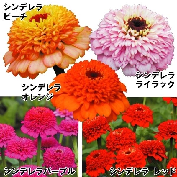 種 花たね 百日草 シンデレラセット 5種5袋 花のタネ 花 種子 タネ ヒャクニチソウ ジニア 花壇 夏花 ガーデニング ジニア エレガンス 国華園 19 P7 0100 花と緑 国華園 通販 Yahoo ショッピング